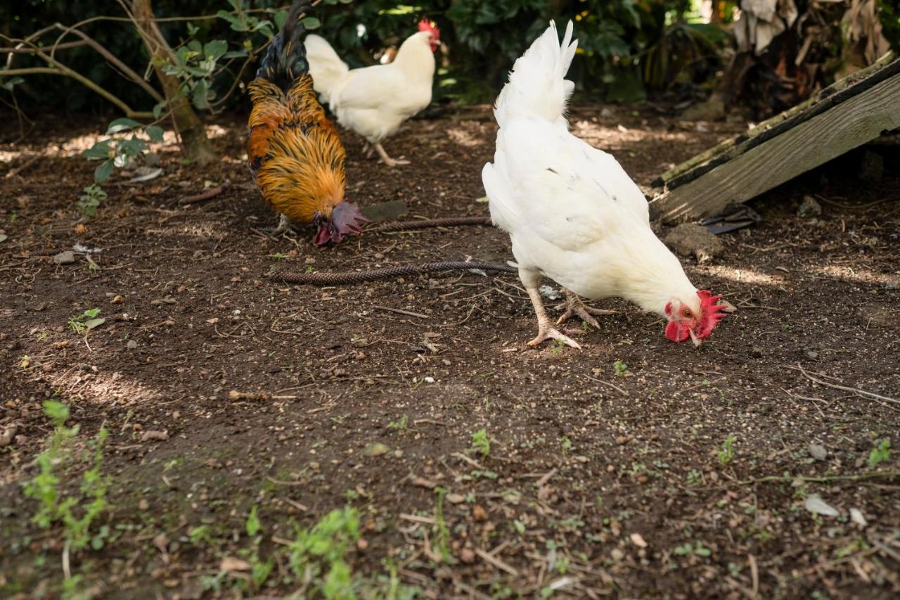 Quinta Da Cidade Ponta Delgada Eksteriør billede